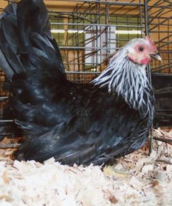 Gray Japanese Bantam